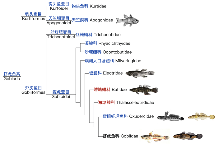 虾虎鱼分类